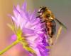 Abeilles et autres pollinisateurs protagonistes du “Printemps en fleur” à Busto Arsizio