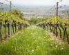 Agriculture, Émilie-Romagne : soutien à la production de vin DOC-IGP. Contribution de 13 millions pour arracher et replanter les vignobles