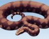 Un serpent gigantesque découvert en Inde : le Vasuki Indicus, aussi long qu’un autobus scolaire