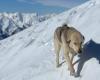 Un chien errant suit un skieur et ensemble ils accomplissent un exploit en montagne
