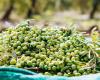 Trani – « Il GIOVANE FAVOLOSA » : voyage dans une nouvelle huile d’olive extra vierge