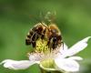 Les miels de Sicile, quand la biodiversité se « met en valeur » même en cuisine