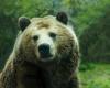 Le Conseil des ministres ne conteste pas la loi du Trentin sur les ours