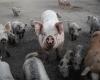 Peste porcine en Italie, jambon de Parme en danger : les exportations bloquées – QuiFinanza