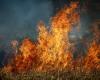 Carlentini | Mesures de prévention et de lutte active contre les incendies de forêt : une ordonnance publiée » Webmarte.tv