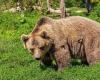Le gouvernement ne conteste pas la « loi sur l’abattage des ours » du Trentin, s’inquiètent les défenseurs des droits des animaux. – BGS News – Bonjour Südtirol