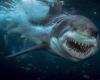 Reggio Calabria, film d’une femelle requin blanc mesurant plus de trois mètres à quelques mètres de la plage –