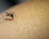 symptômes et traitement de la maladie véhiculée par un moustique réapparu en Italie