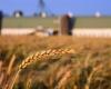 Arbitre météo des prix des céréales : le blé à des niveaux très élevés