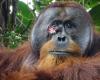 Rakus, Docteur Orango : blessé à la joue, il s’est auto-médicamenté pour faire disparaître la douleur et guérir