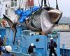 Le Japon dispose d’un nouveau grand navire de chasse à la baleine