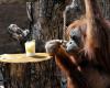 Voici le Docteur Orang-outan, le singe se guérit : l’histoire de Rakus