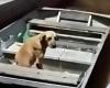 L’histoire touchante de Tião, le chien qui attend depuis un mois sur le bateau le pêcheur qui n’est plus là