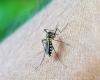 Quatre cas de Dengue enregistrés en Ombrie en 2024 : le vaccin est disponible depuis juin