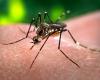 Quatre cas de virus de la dengue en Ombrie après un voyage à l’étranger, selon l’ASL