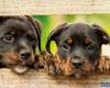 Registre des chiens dans la province de Sassari, rendez-vous en mai