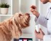 Asl2 Savona nouvelle réglementation sur les médicaments vétérinaires, réunion le 10 mai