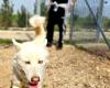 Foggia, le projet qui lutte contre les addictions grâce au soin des animaux