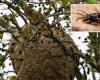 La guêpe velutina à Lucques : un nid de l’insecte “tueur d’abeilles” découvert