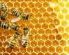 Abeilles et sécheresse, situation dramatique en Sicile pour les producteurs de miel