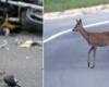 Nouvelle tragédie sur les routes du Trentin : un cerf apparaît et le motocycliste dérape et s’écrase, perdant la vie