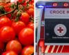la faute aux tomates cerises fournies par le ministère de l’Agriculture