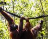 La diplomatie des orangs-outans cache les risques environnementaux de l’huile de palme