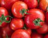 Tomates ministérielles, plus de 100 empoisonnées dans les écoles d’Émilie-Romagne