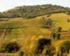 8 des meilleurs vins de la Maremme toscane à moins de 20 euros choisis par Gambero Rosso
