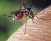 Cremona Sera – Les premières interventions pour lutter contre la propagation des moustiques ont commencé. Ordonnance du maire pour sensibiliser à la collaboration citoyenne