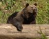 Du Casteller aux corridors fauniques, le Comité des animaux forestiers : “A qui profitent les transferts d’ours ?”