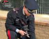 Les Carabinieri de Reggio sauvent 4 chiots et une belette