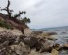 Deux arbres centenaires abattus au Monastère, la plainte du Mouvement des Écologistes Tranesi