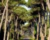 Tortue cochenille en Toscane, qu’est-ce que c’est et quels sont les dégâts causés par l’insecte qui menace de faire disparaître les forêts de pins La mer Tyrrhénienne