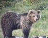 Des ours, accusent les défenseurs des droits des animaux, la province se défend mais porte la mauvaise autopsie devant les tribunaux – Actualités