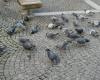 Allemagne, dans le Limburg an der Lahn, le référendum pour tuer tous les pigeons a gagné