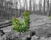 Le Rotary fait don de deux mille arbres pour reboiser le Vésuve et les zones détruites par l’incendie de 2017