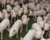 Sécurité alimentaire et santé animale. Les autorités américaines reconnaissent l’Ombrie et la Toscane comme indemnes de maladie vésiculeuse du porc