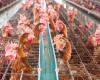 Grippe aviaire, Slow Food affirme que les fermes industrielles sont dangereuses : des « multiplicateurs de risques »