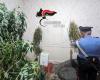 Acireale, la « droguerie » de Guardia Mangano : 60 plants de cannabis trouvés. Deux arrêtés (VIDÉO)