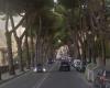 Carrara, Lipu: «Les pins dans les villes et le long des routes ont toujours été là, depuis les temps historiques»