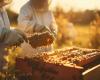 L’Association des apiculteurs lucaniens demande une table de crise au ministère de l’Agriculture