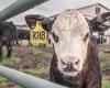 Commission Skip Ars qui était censée approuver les bons pour les éleveurs. «Inacceptable, une condamnation à mort pour les animaux»