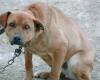 Militants des droits des animaux aux Régions : “Immédiatement une ordonnance contre les chiens enchaînés pour les sauver de la chaleur et des incendies”