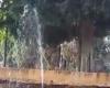 Andria, vandales en action dans le parc municipal : les arroseurs endommagés