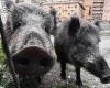 Sangliers, Ligurie assiégée par les sangliers, Gênes la province avec le plus grand nombre de cas de peste porcine