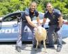 La gratuité des moutons sur le périphérique de Novare crée la panique parmi les automobilistes