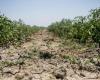 Journée mondiale contre la désertification, alarme de Coldiretti : « 57% du territoire des Pouilles est menacé de sécheresse »