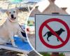 Catanzaro interdit-il les chiens sur la plage ? L’ordonnance de la controverse