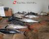 Maxi saisie de poisson en Sicile, contrôles rapides et 19 tonnes de thon rouge retirées du marché – BlogSicilia